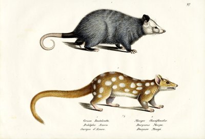 Azaras Opossum, 1824 von Karl Joseph Brodtmann